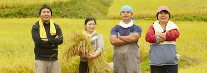 【Gạo thu hoạch năm 2025】Gạo Kinuhikari tỉnh Shiga 10kg